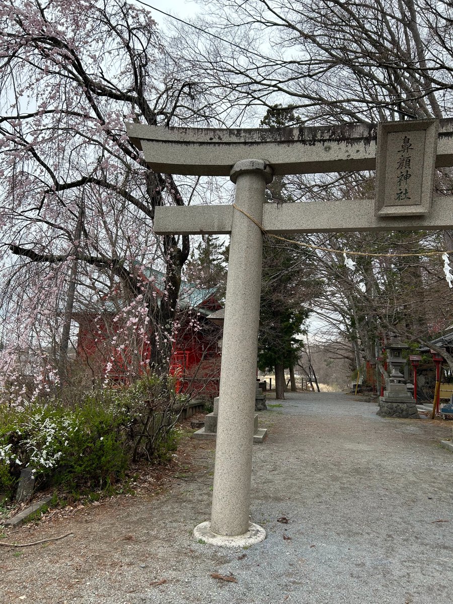 pelletplus's tweet photo. ペレットプラスの近くにある鼻顔稲荷神社へ立ち寄ってみると、桜が少しずつ咲き始めていました。
まだ朝晩は冷え込む日もありますが、こうして春の気配を感じられると、季節の移り変わりを感じますね。
今週末には満開になるかもしれないですね🌸
これからの景色の変化も楽しみです。 https://t.co/7OTdkmApkW