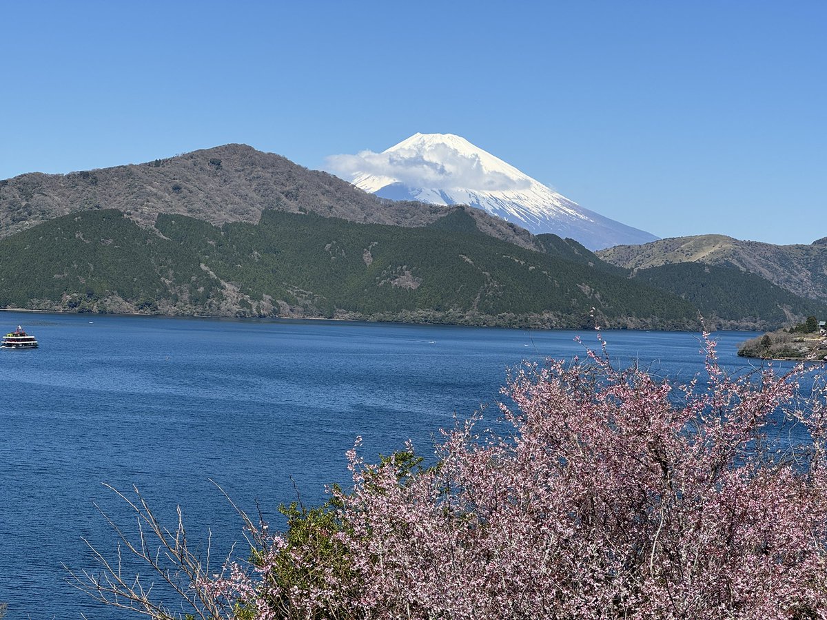 onshihakone's tweet photo. 桜の見頃を迎えております🌸
散り始めている木もあるため、今週末まで持つかどうかです💦

#桜
#満開
#見頃
#箱根
#恩賜箱根公園 https://t.co/ET7NdTkSwJ