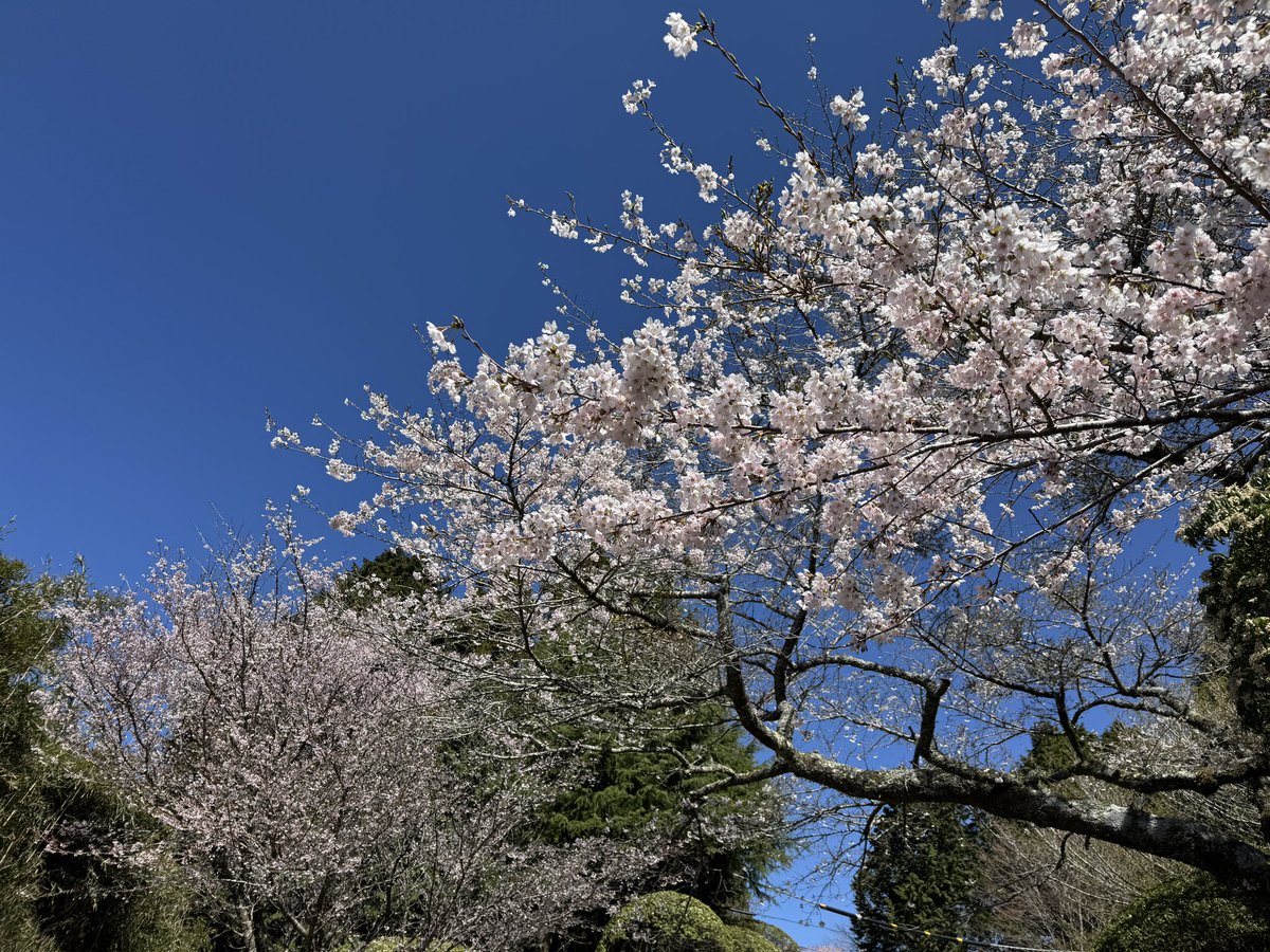 onshihakone's tweet photo. 桜の見頃を迎えております🌸
散り始めている木もあるため、今週末まで持つかどうかです💦

#桜
#満開
#見頃
#箱根
#恩賜箱根公園 https://t.co/ET7NdTkSwJ