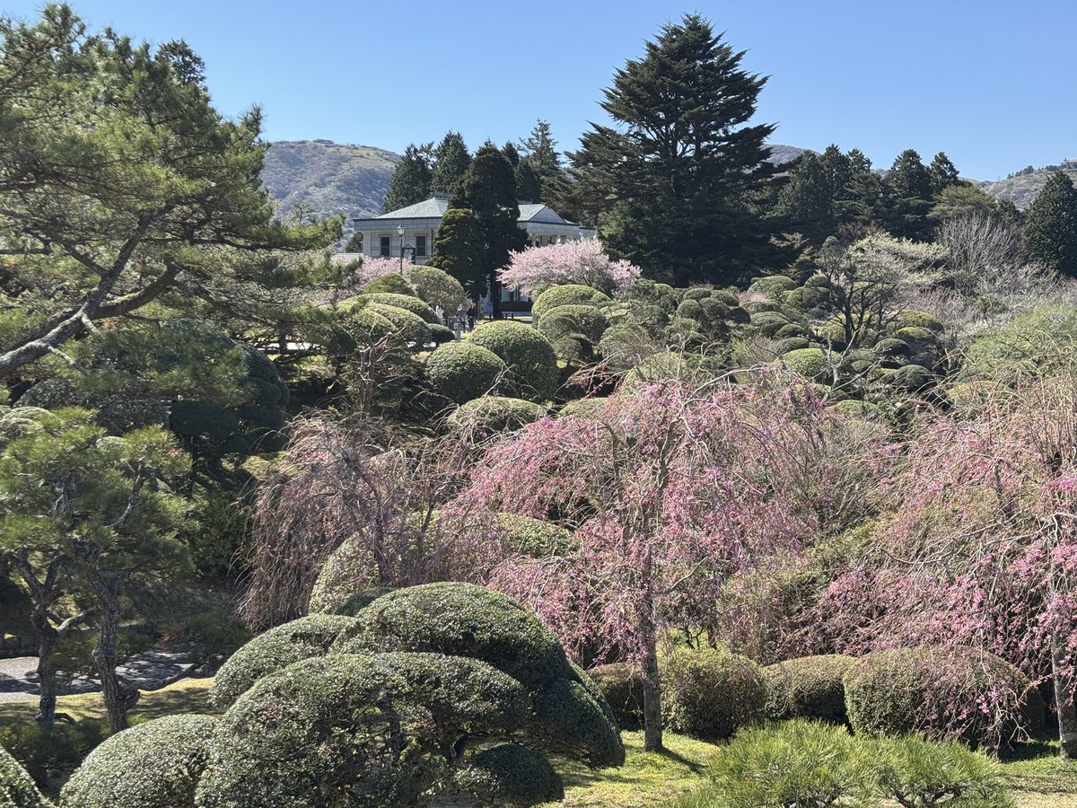 onshihakone's tweet photo. 桜の見頃を迎えております🌸
散り始めている木もあるため、今週末まで持つかどうかです💦

#桜
#満開
#見頃
#箱根
#恩賜箱根公園 https://t.co/ET7NdTkSwJ