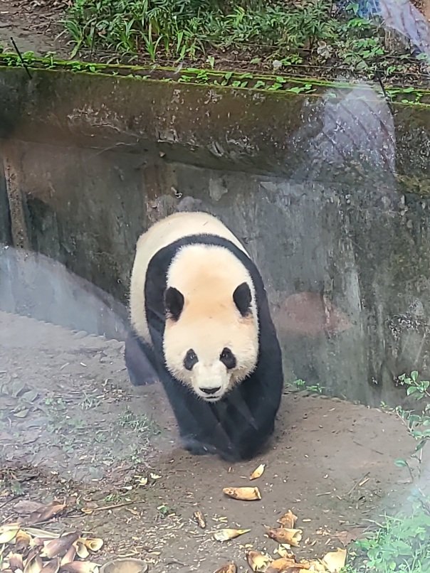 Gérard pringuez tweet media