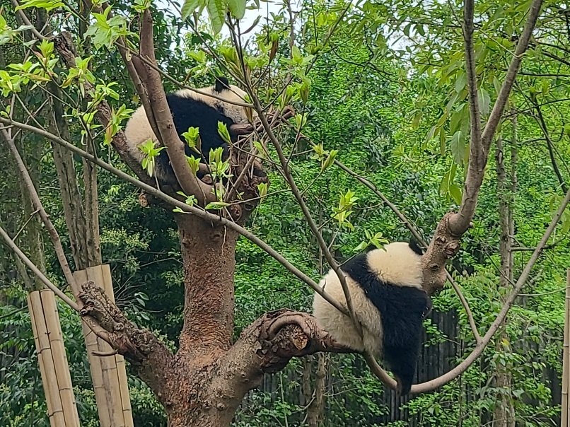Gérard pringuez tweet media