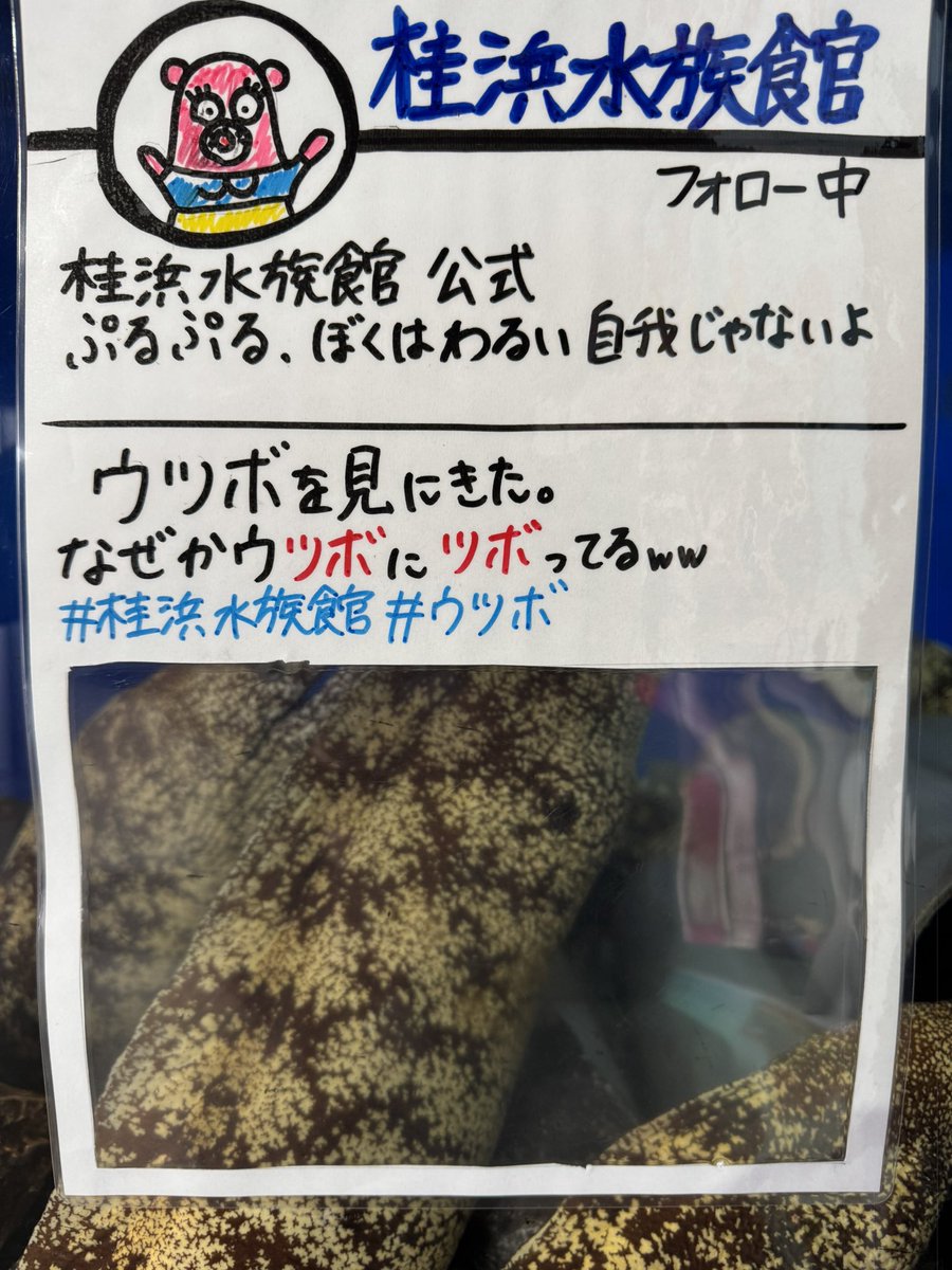 hoku19970710's tweet photo. ウツボをみにきた。
なぜか、ウツボにツボってるwww
#桂浜水族館 
#ウツボ https://t.co/pce2k0nwNC