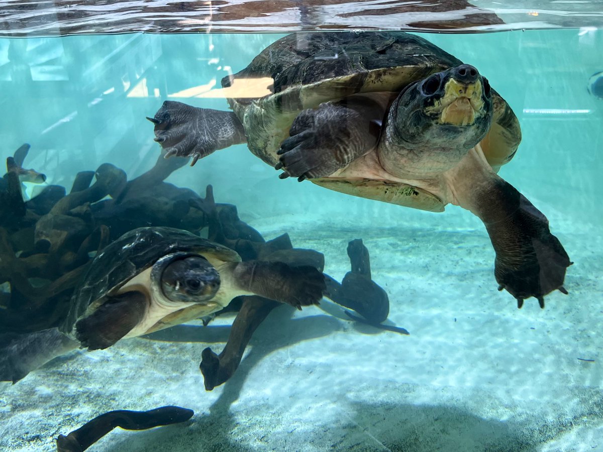 深谷爬虫類館 tweet media