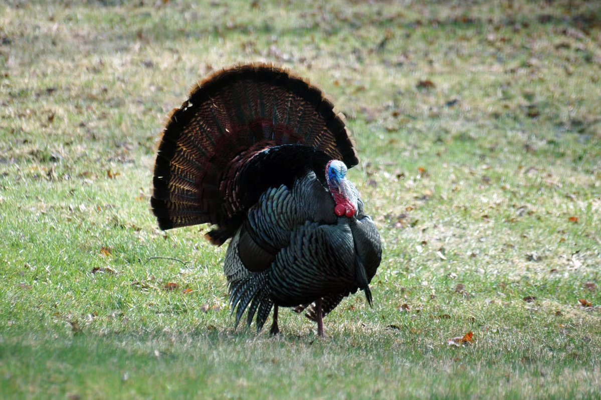 HookBarrelMag's tweet image. You need to read turkey body language if you want to master the woods this spring, and we're here to help you do just that.

Here's the rundown 💥 hookandbarrel.com/hunting/how-to… 

#TurkeyHunting #HookandBarrel #TipsandTricks