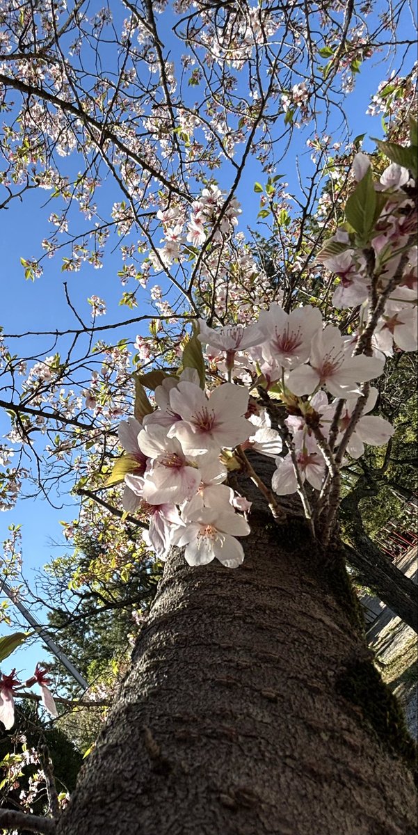 ichi_bara's tweet photo. .
昨日の強風でお花もずいぶん散ってしまいました
来年も、たくさんのお花を咲かせてくれますように🌸🌸

#市原稲荷神社
#桜
#さくら
#お花見 https://t.co/a5zJFYTPLx
