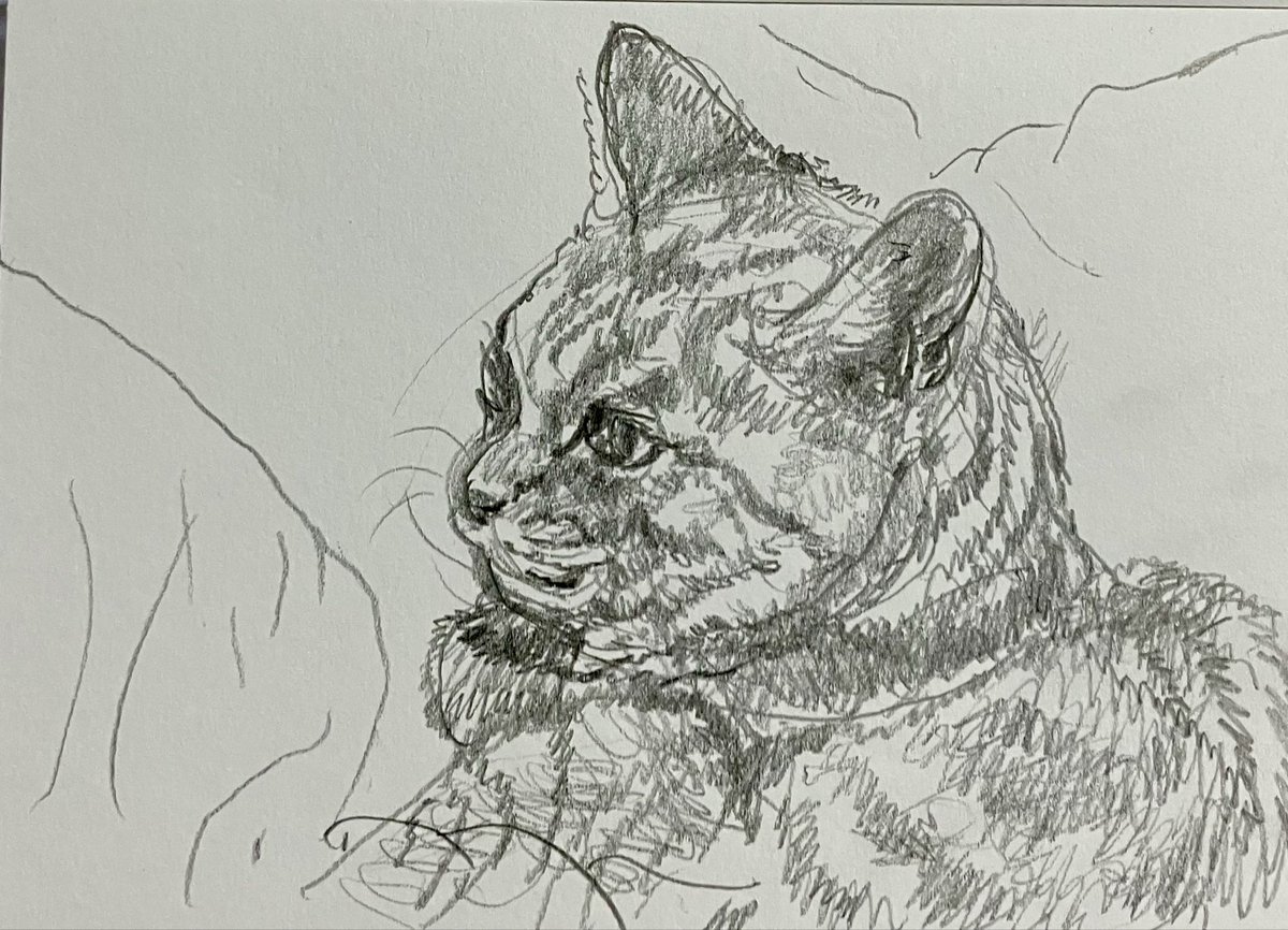 スケッチ　＃猫ちゃん　＃イラスト