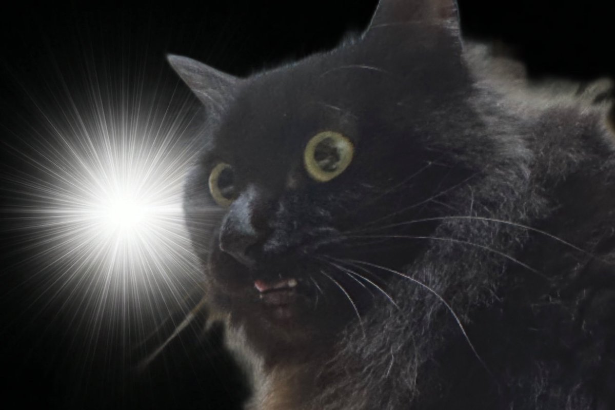 毎日面白い tweet media