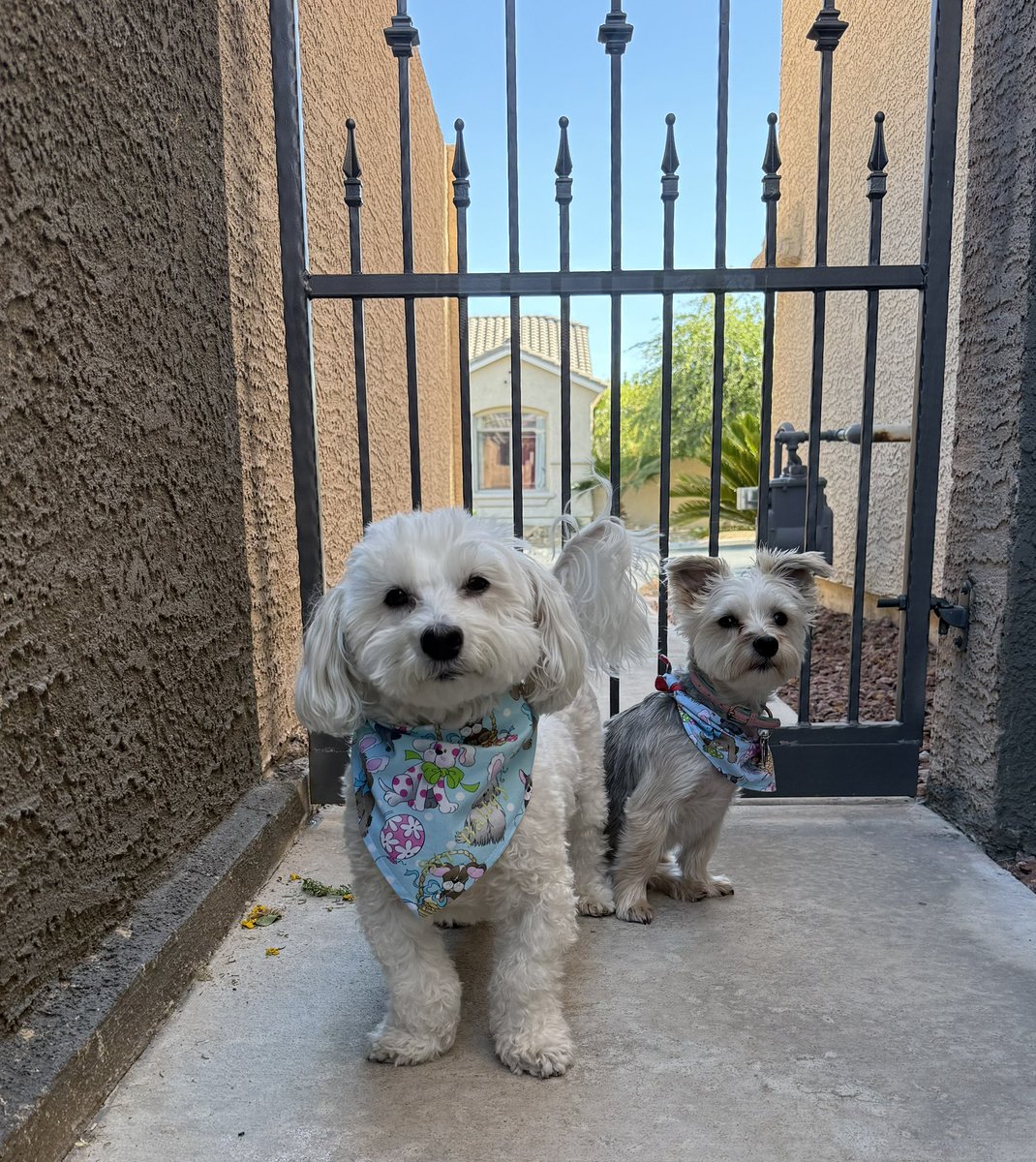 Sir Bailey tweet media