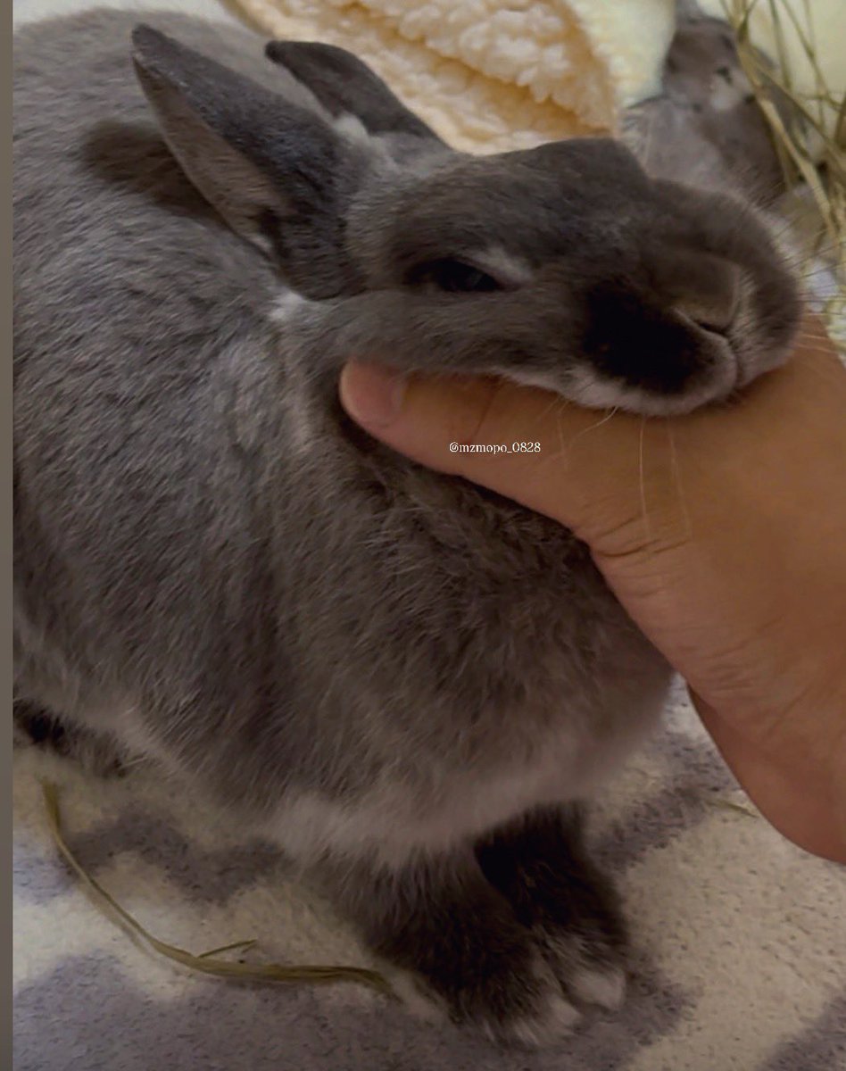 ゆぴよぴ tweet media