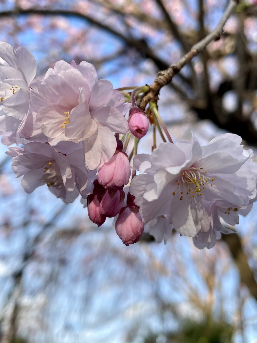 Seamless Act tweet media