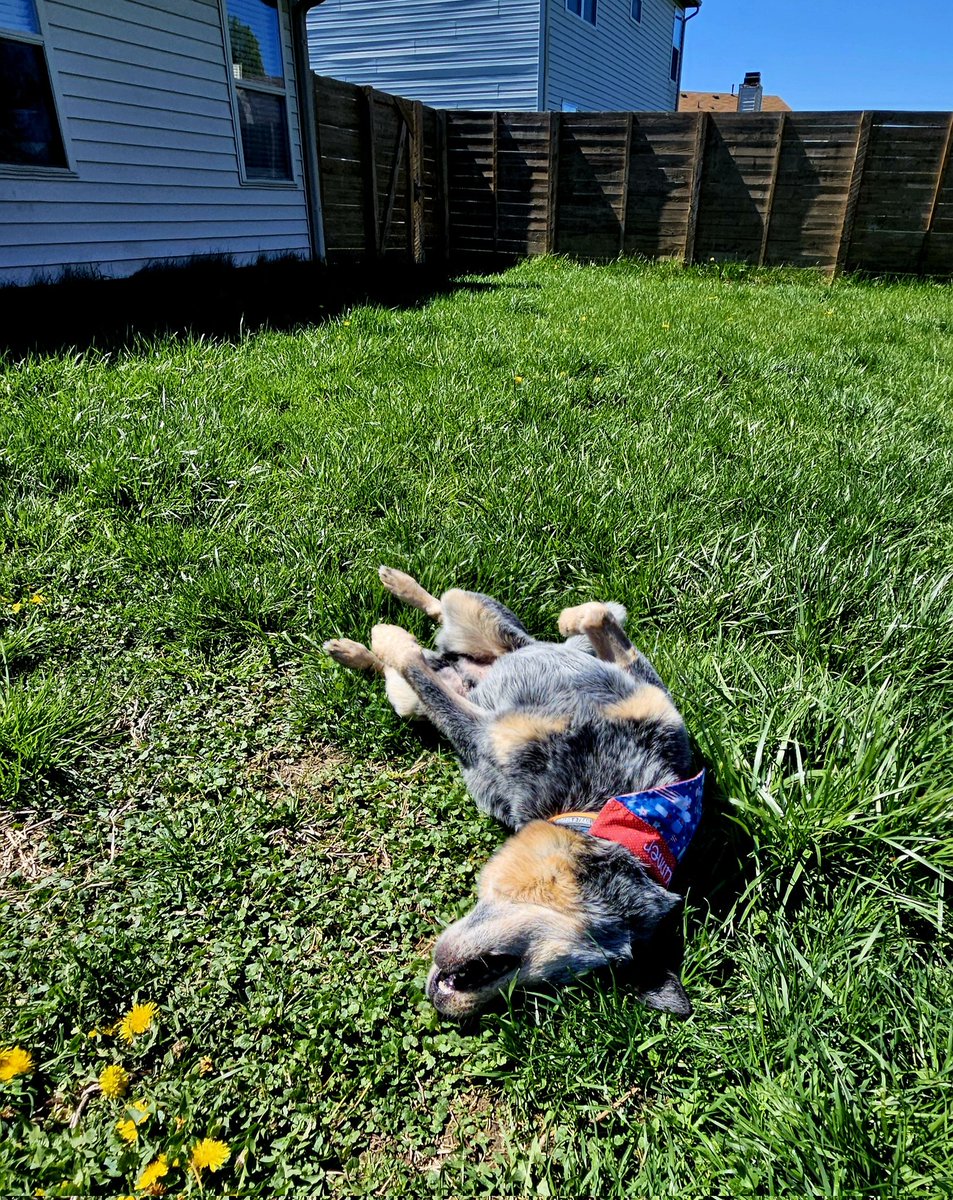 MissouriCowgirl tweet media