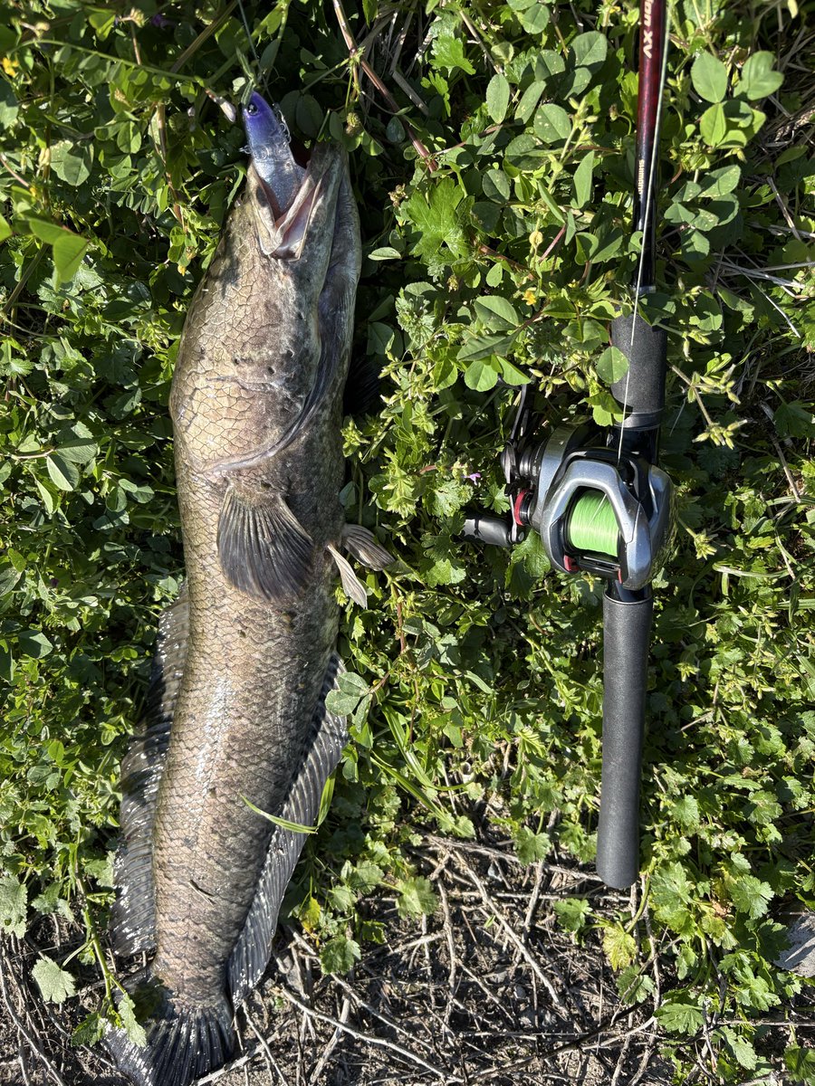 ＤＢＳ🌗ななおじ tweet media