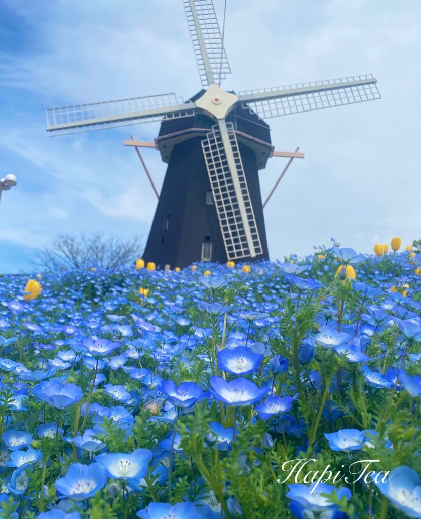 HapiTea(ハピティー) tweet media