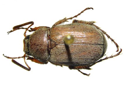 Zootaxa's tweet photo. Taxonomic review of the Neotropical genera Alvarinus Blanchard, 1850 and Corminus Burmeister, 1855 (#Coleoptera: #Scarabaeidae: #Melolonthinae: #Macrodactylini), with remarks on related #genera
#taxonomy
https://t.co/Xk5BXNOKxn https://t.co/ovmvLVB2Ah