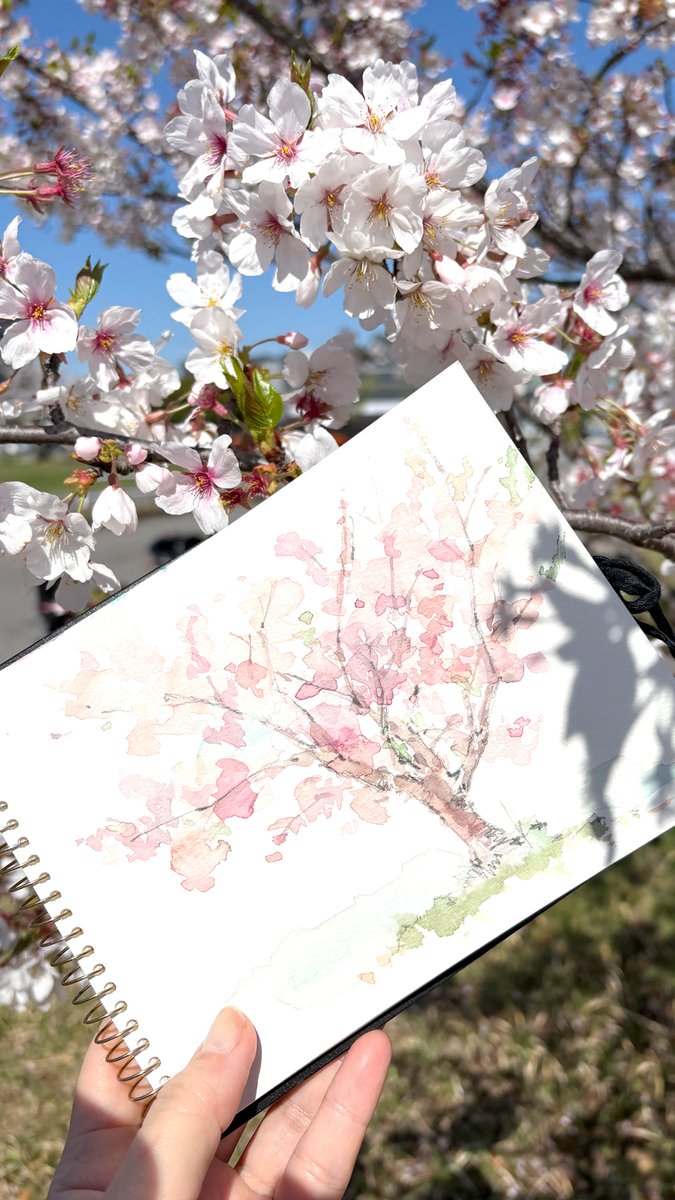 もうすぐ桜が散りそうなので
早起きして10分だけスケッチしてきました。

朝日に照らされて
オレンジ色の花びらがとっても綺麗✨

水彩と桜の優しい色合いに癒される贅沢な時間でした！

その後急いで朝マックを買いに駆け足！
ハッピーセットのノラネコぐんだんの絵本に
子供達はご満悦でした☺️