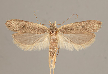 Zootaxa's tweet image. A taxonomic revision of the genus #Nothris Hübner, 1825 (#Lepidoptera, #Gelechiidae) in the #Afrotropical region
#taxonomy
doi.org/10.11646/zoota…