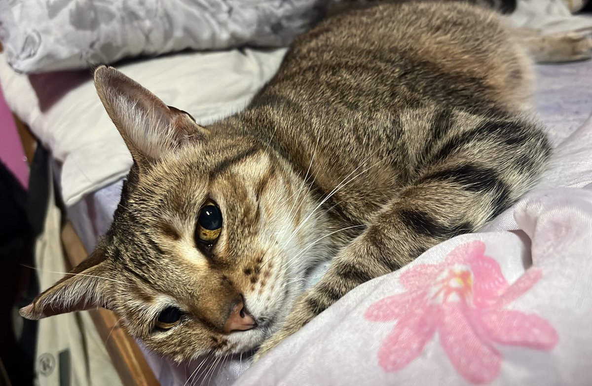 antoto🦦 tweet media