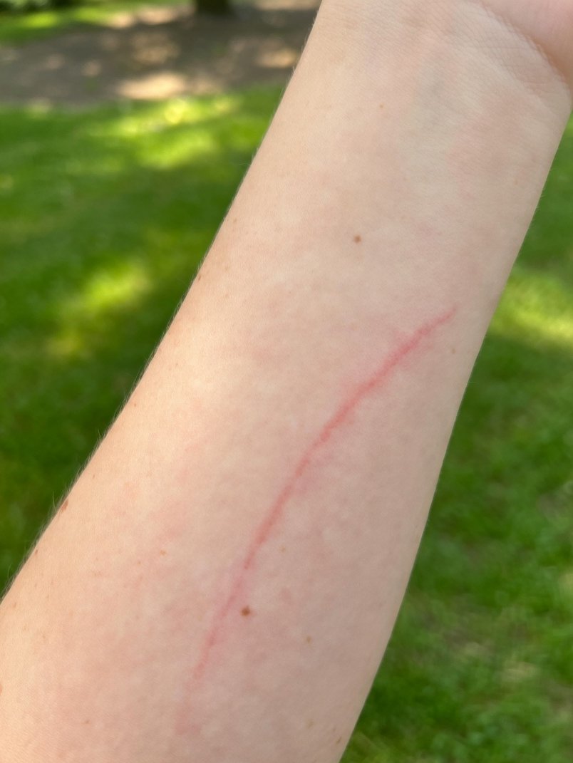 高堡奇入（网左 tweet media