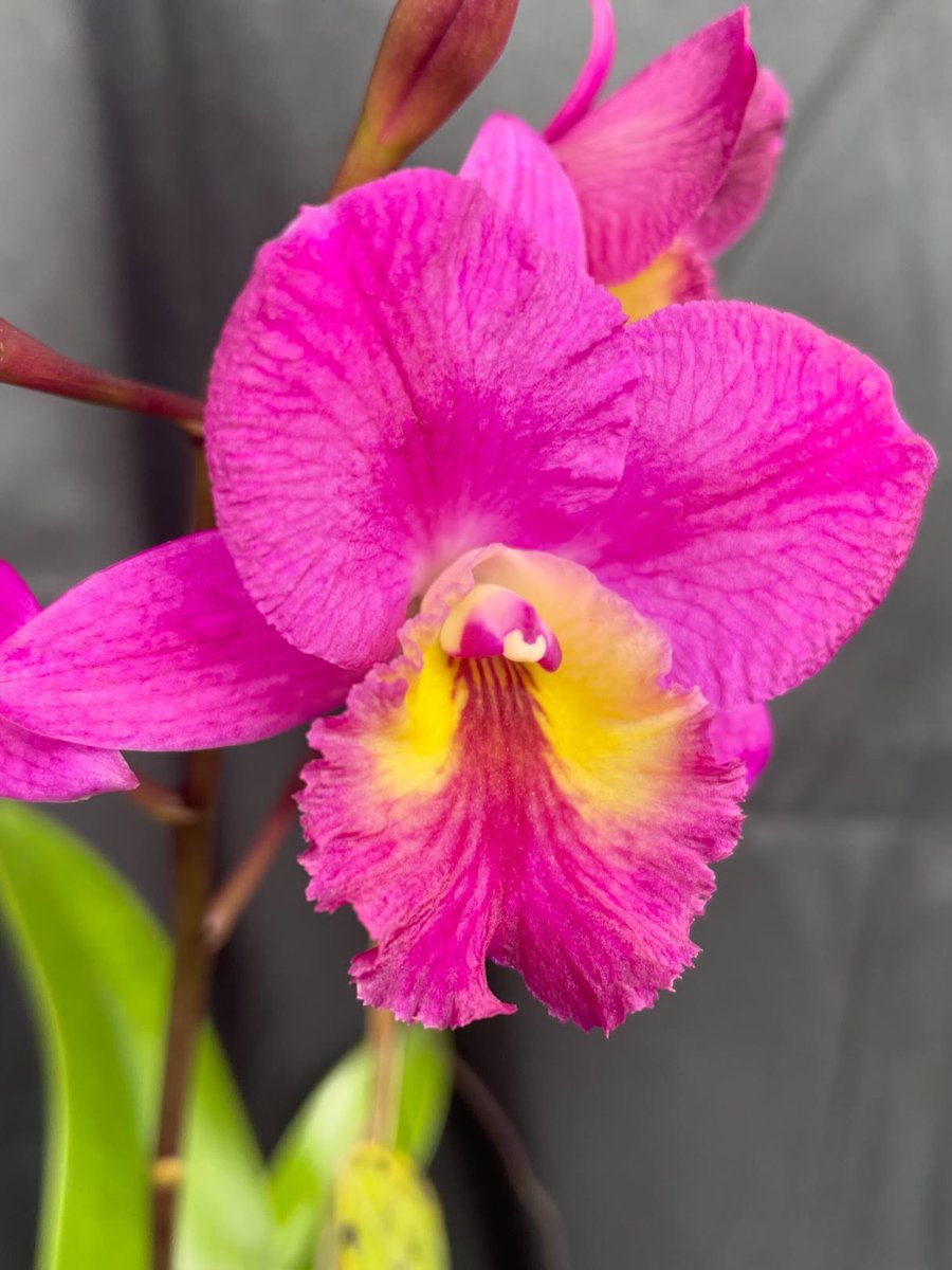 ConfidentialUn's tweet image. Brolaelianthe Merida 

#orchids #plants