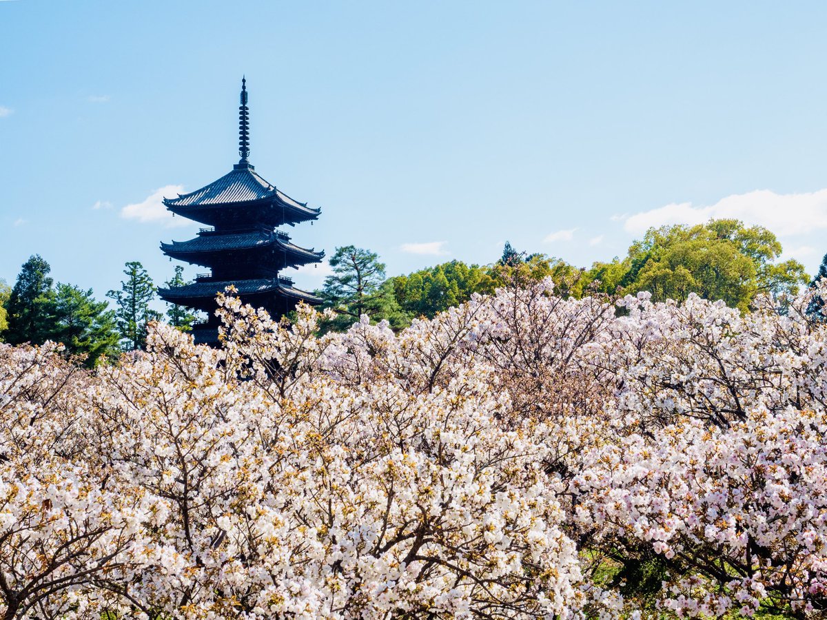 仁和寺 tweet media