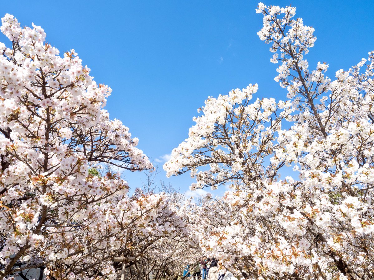 仁和寺 tweet media