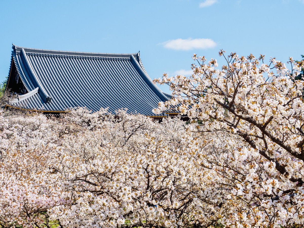 仁和寺 tweet media