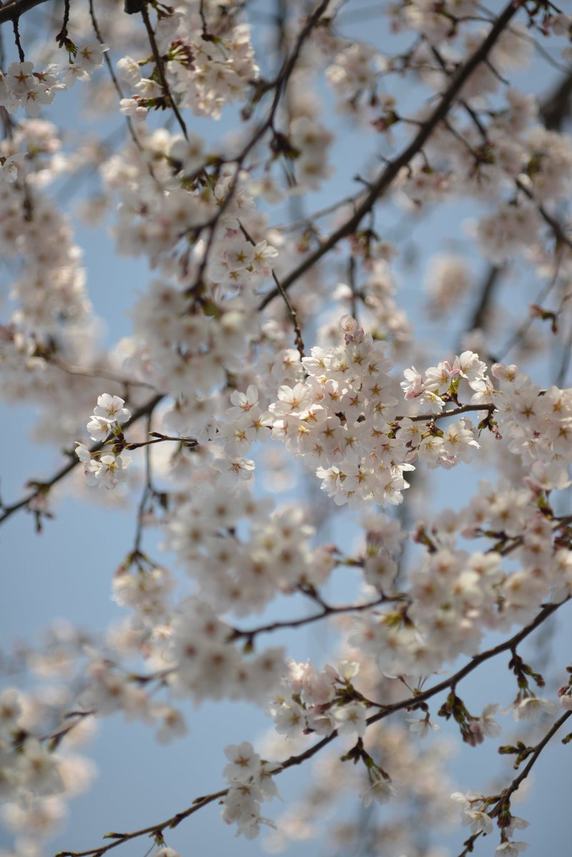 startice's tweet photo. 松本市も桜が満開になりました
#NIKOND600
#52BB #タムキュー https://t.co/kIxYoCSCNB