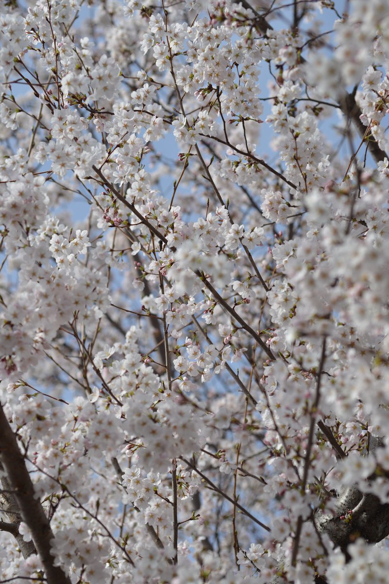 startice's tweet photo. 松本市も桜が満開になりました
#NIKOND600
#52BB #タムキュー https://t.co/kIxYoCSCNB