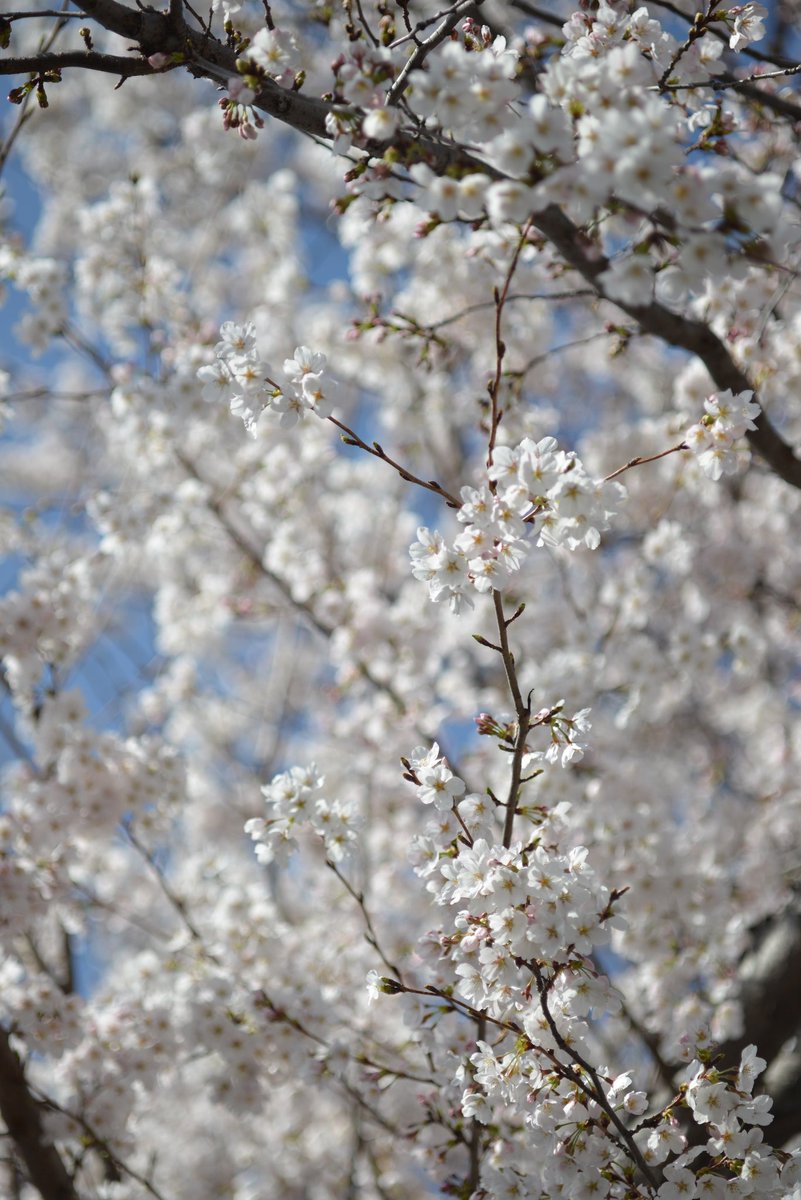 startice's tweet photo. 松本市も桜が満開になりました
#NIKOND600
#52BB #タムキュー https://t.co/kIxYoCSCNB