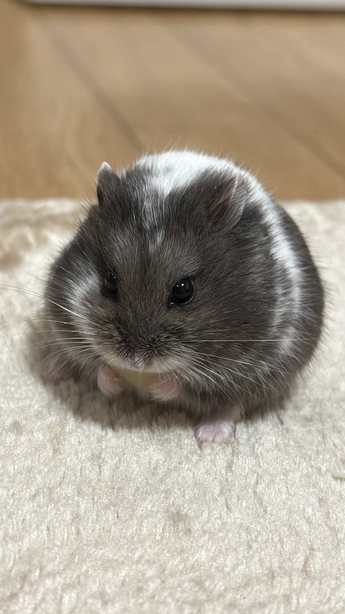 ハムっと🐹みなみ tweet media