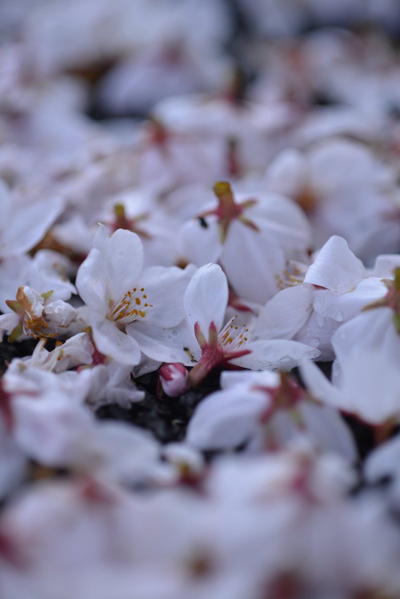 startice's tweet photo. 松本市も桜が満開になりました
#NIKOND600
#52BB #タムキュー https://t.co/kIxYoCSCNB
