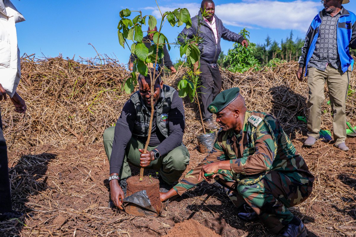 MauForestComplex_iclip tweet media