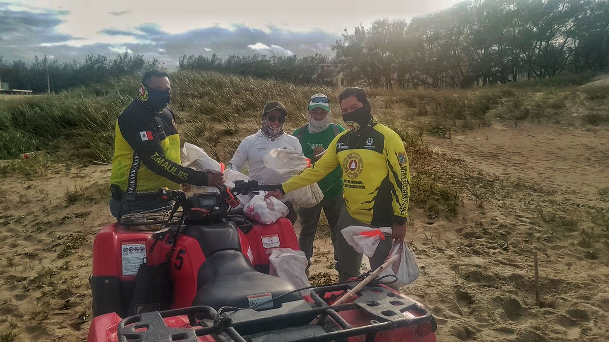 SEMARNAT_mx's tweet photo. 🐢🌊 Esta semana se registró la primera arribada de tortuga lora a las playas de Aldama y Ciudad Madero, en Tamaulipas; con lo que inicia la temporada de anidación en esta zona del Golfo de México.

A la fecha se han protegido 472 nidos gracias al trabajo conjunto de elementos del Grupo Interinstitucional (#Semarnat, @SEMAR_mx, @PROFEPA_Mx, @agencia_asea y @Pemex) y no se registraron nidos ni ejemplares afectados por hidrocarburos.