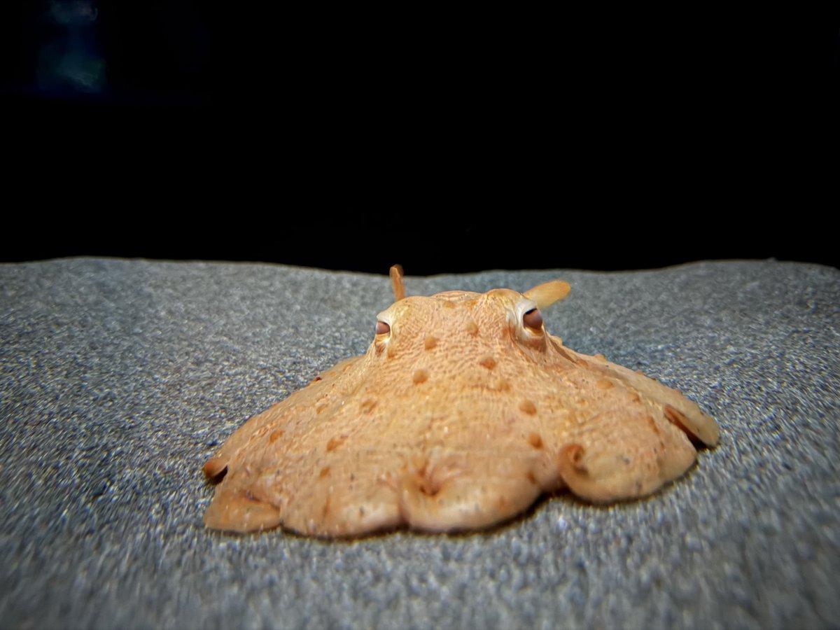 サンシャイン水族館 tweet media