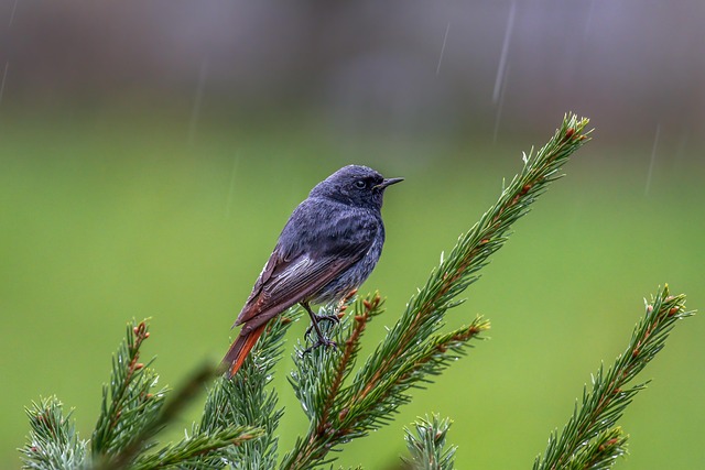 Caleb Johnson tweet media