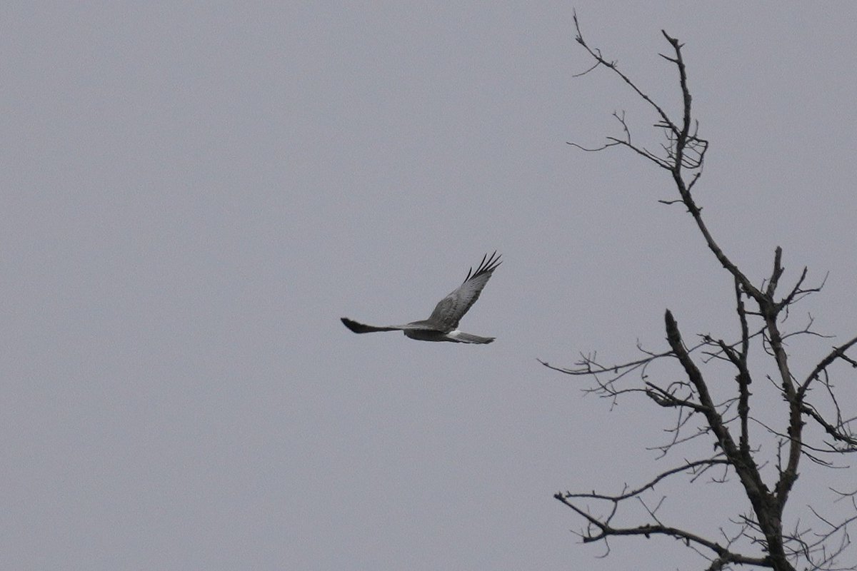 Andy Longfellow - Michigan Wildlife & Nature tweet media