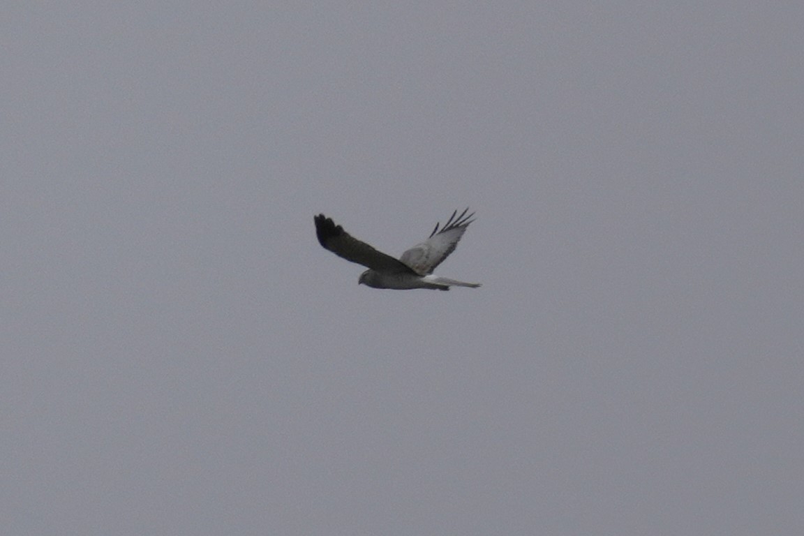 Andy Longfellow - Michigan Wildlife & Nature tweet media