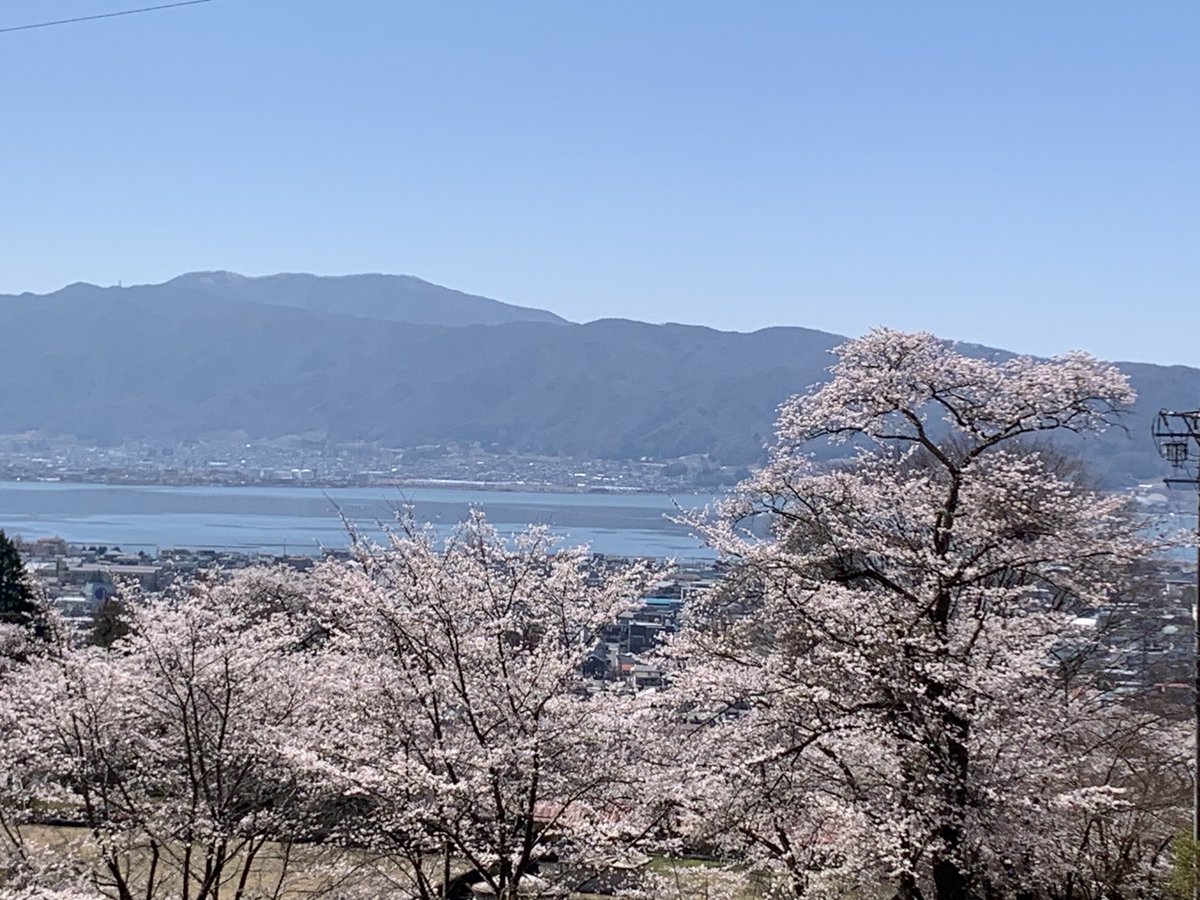 umikkote's tweet photo. 今日の水月公園
桜と諏訪湖 https://t.co/dq0124negd