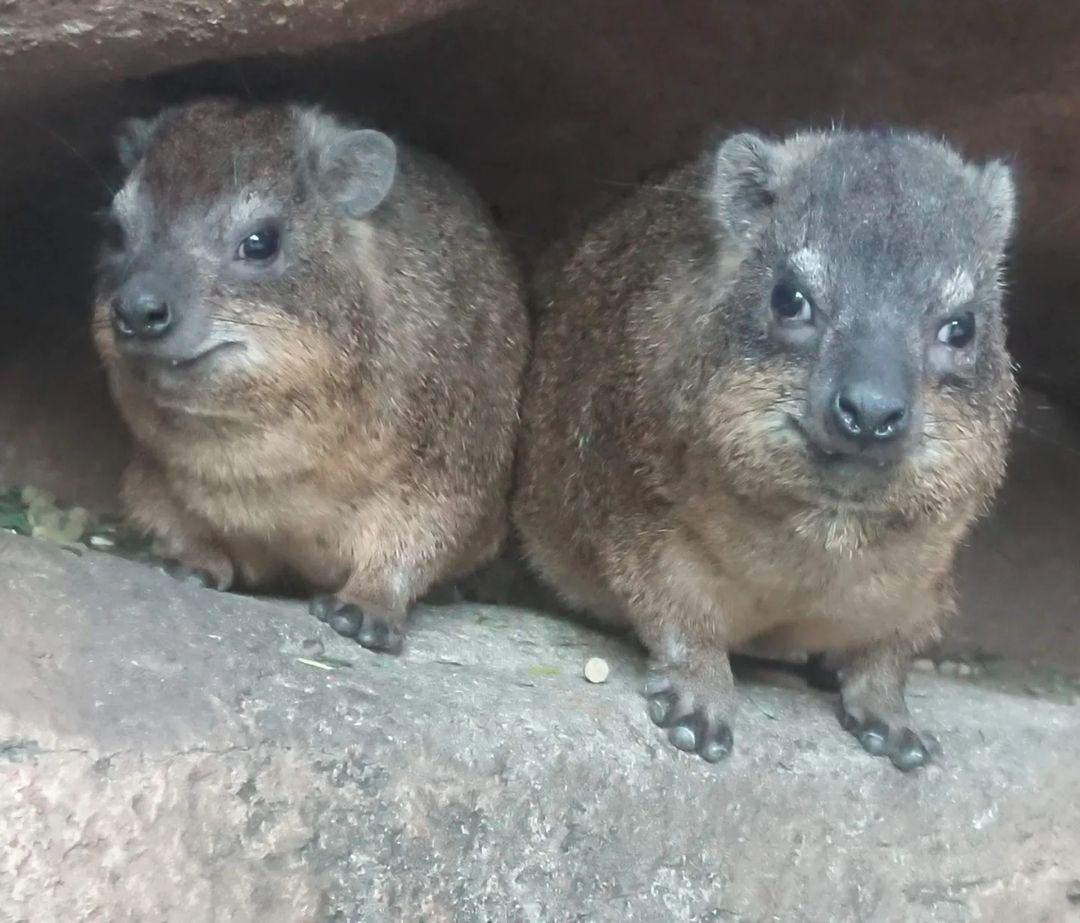 CatisticallySpeaking, Known Mimigamer tweet media