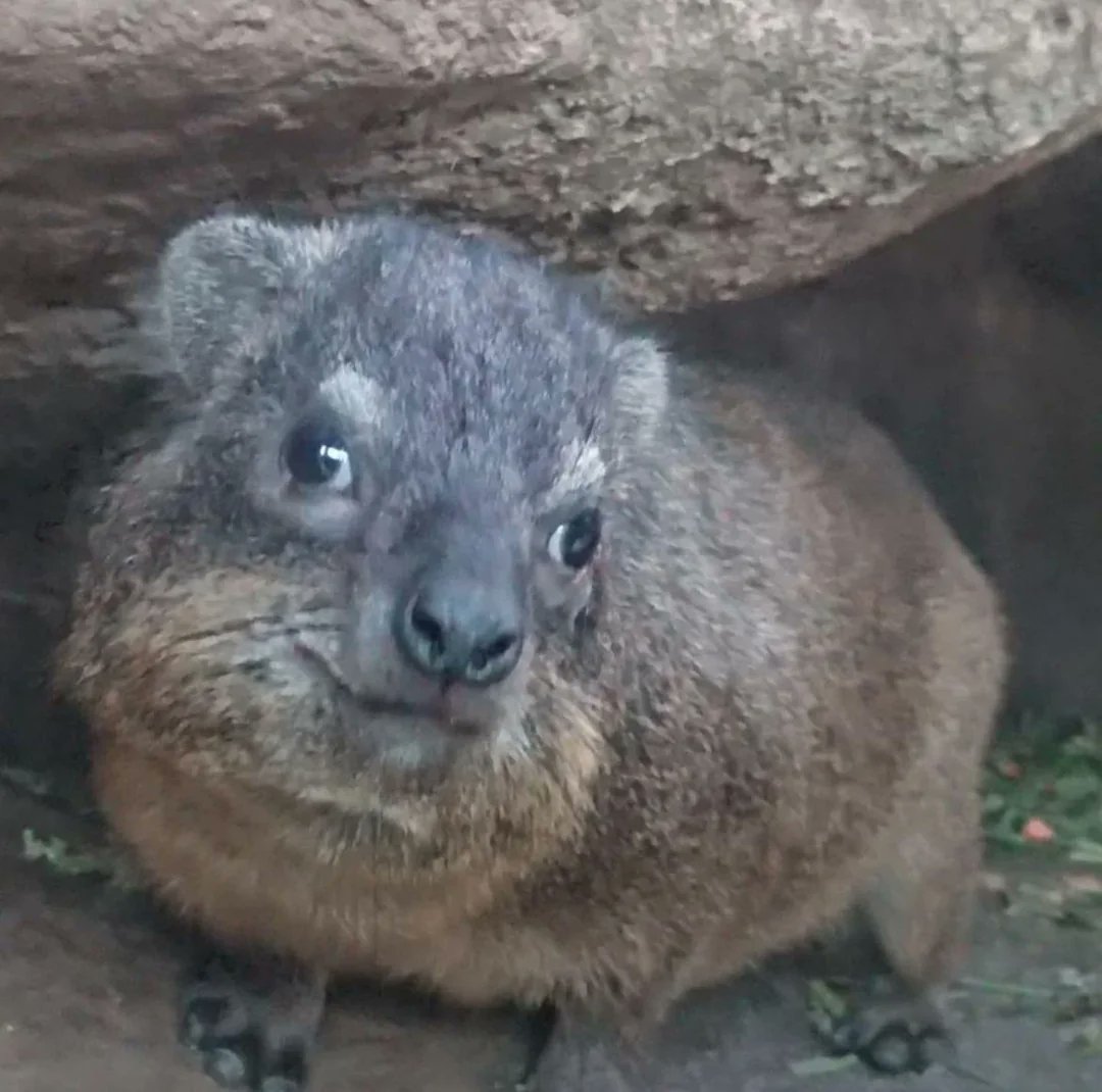 CatisticallySpeaking, Known Mimigamer tweet media