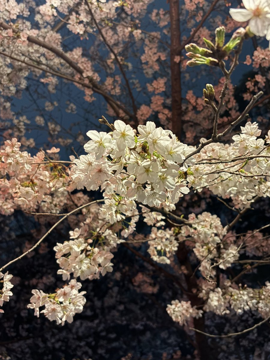 あまね tweet media