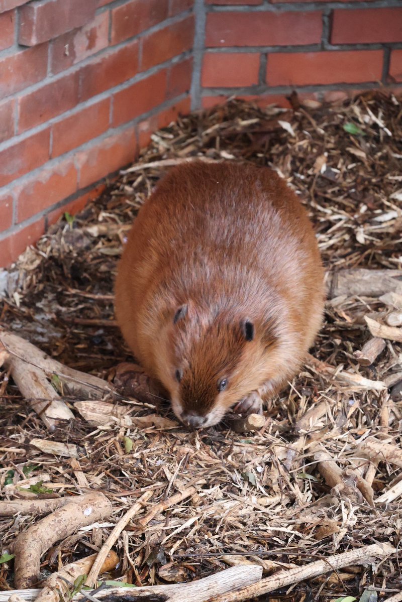 photo_beaver's tweet image. ツヤツヤすぎるすいすい
なぜこの双子はこんなにツヤツヤなんだろう

#アメリカビーバー
#beaver 
#羽村市動物公園
#すいすい