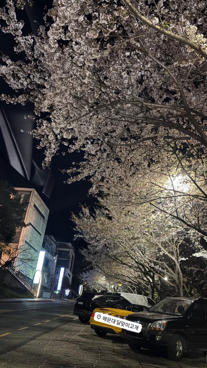 용스토리🩵

올해는 부산이 서울보다 벚꽃 개화가 늦은 느낌이라 지금이 절정으로 예쁜 때일 듯🌸