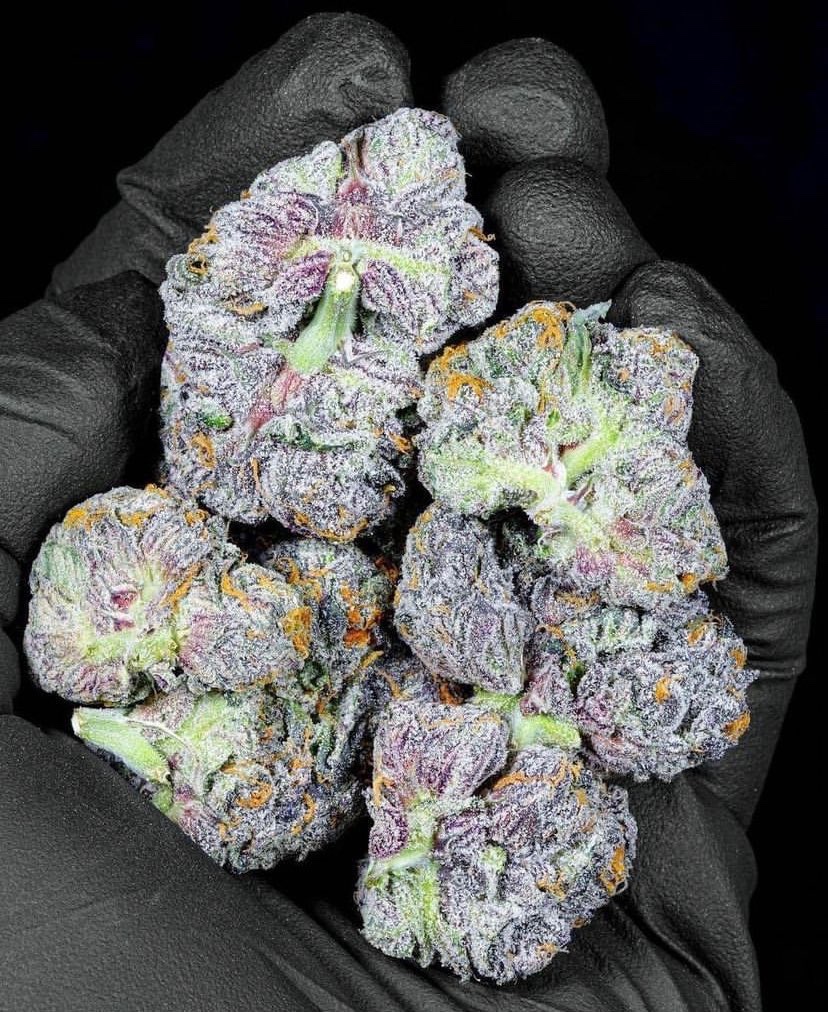 _StonersRUs_'s tweet photo. Grape Ape 🍇🦍🔥 https://t.co/SVX8JCb0EX