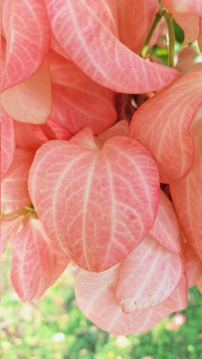 เยิฟนิ้มสระอิ(*︶*)❤️ tweet media