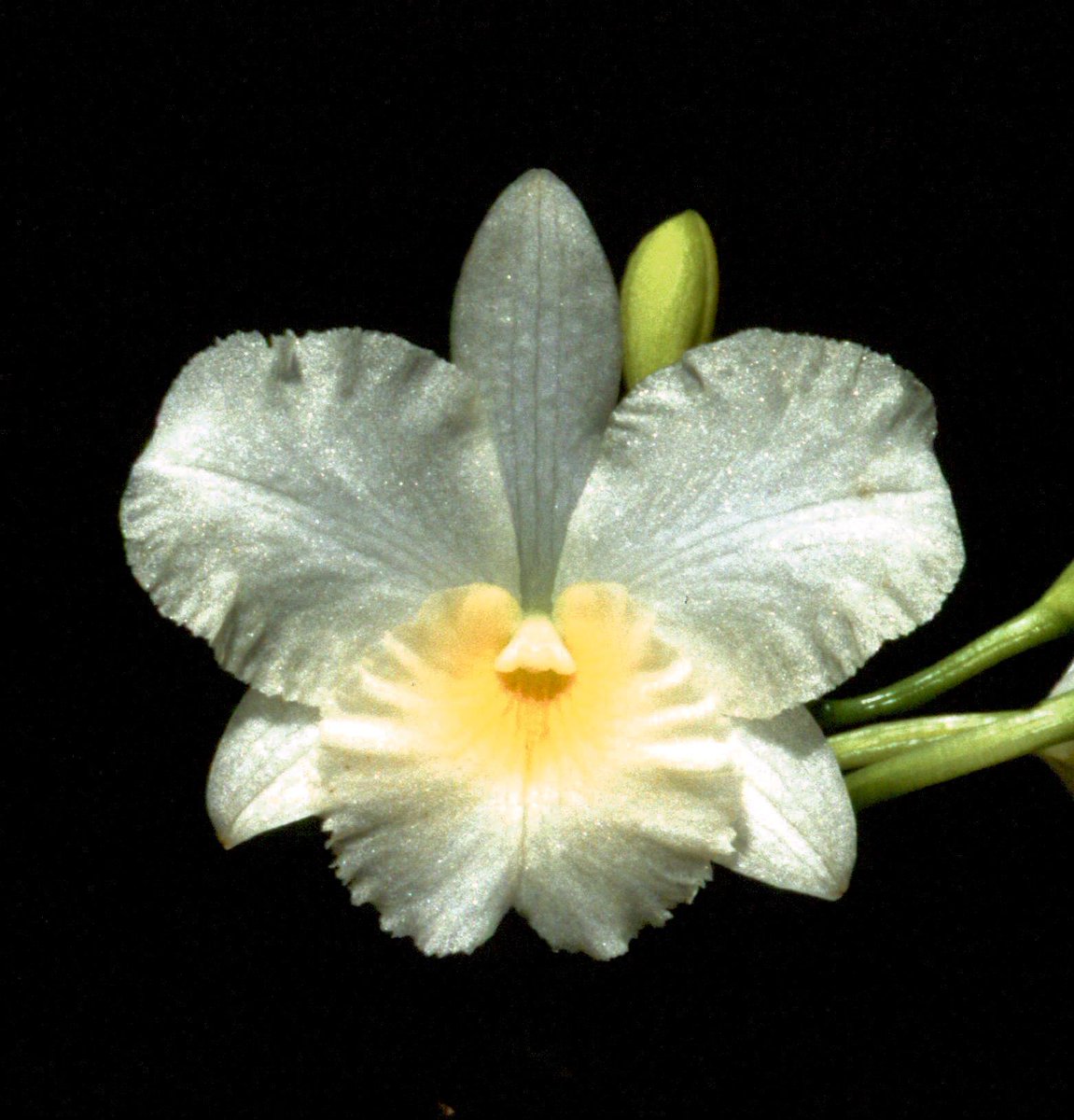 ConfidentialUn's tweet image. Guaritonia Rosy Jewel 

#orchids #plants