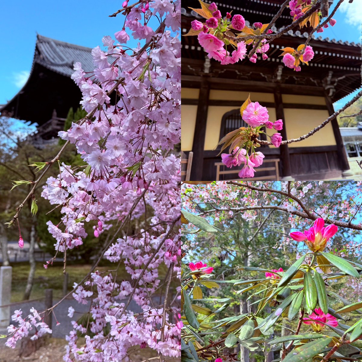 【公式】大本山 南禅寺 tweet media