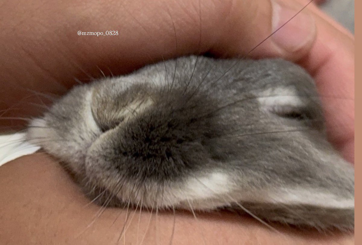 ゆぴよぴ tweet media