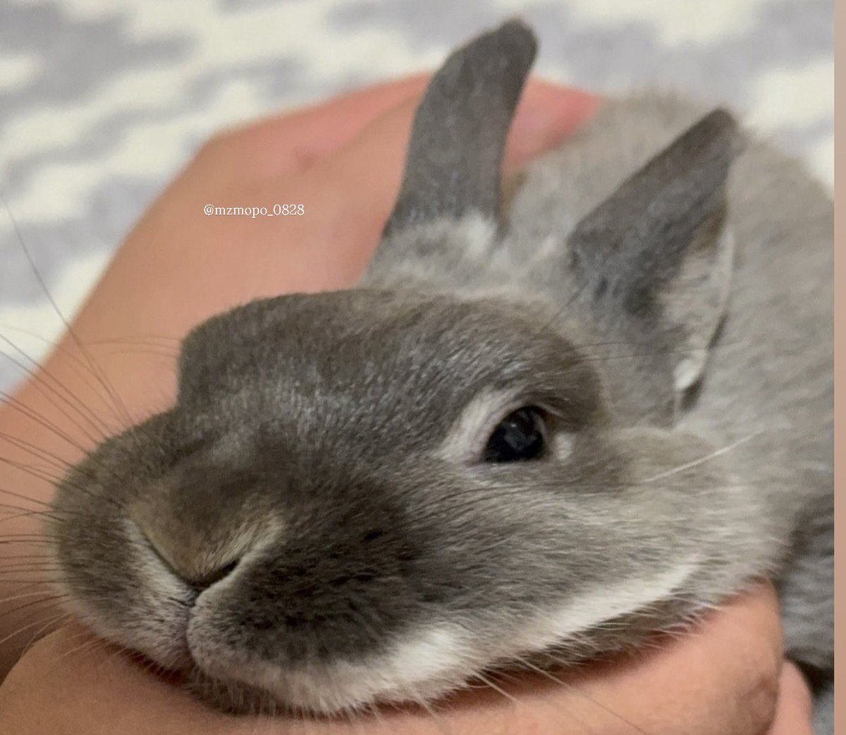 ゆぴよぴ tweet media